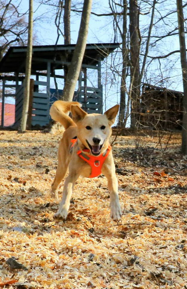 dogrun_img01